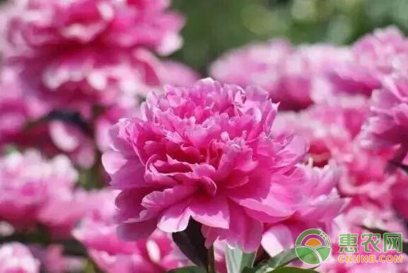 裸根芍藥栽培方法